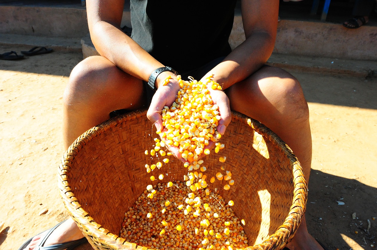 corn farming nepal free photo