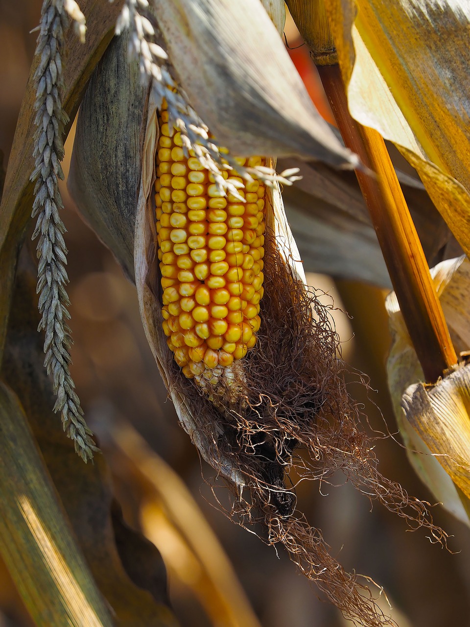 corn agriculture cereals free photo