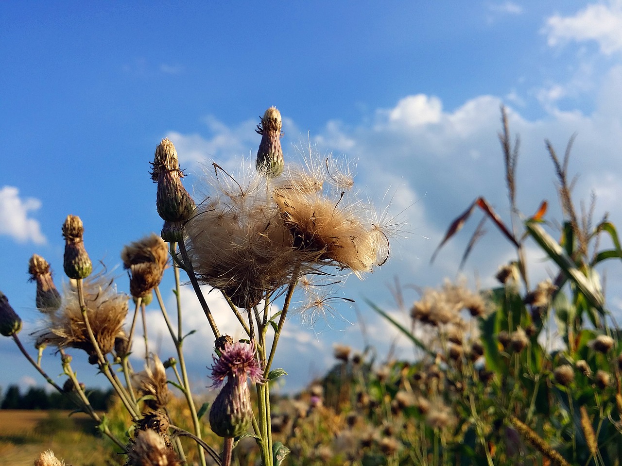 thistle seeds corn field free photo