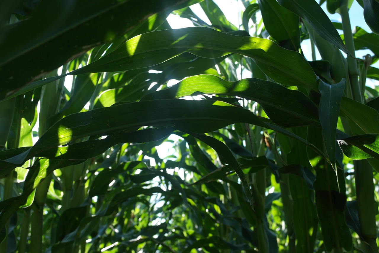 corn field foliage free photo