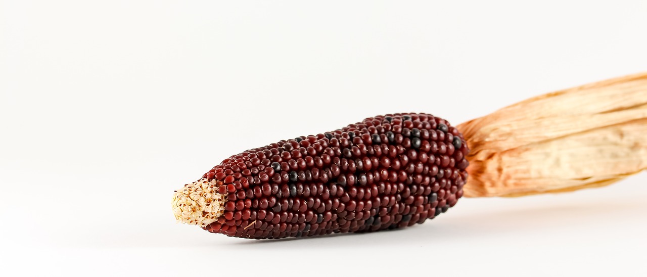 corn ornamental corn cereals free photo