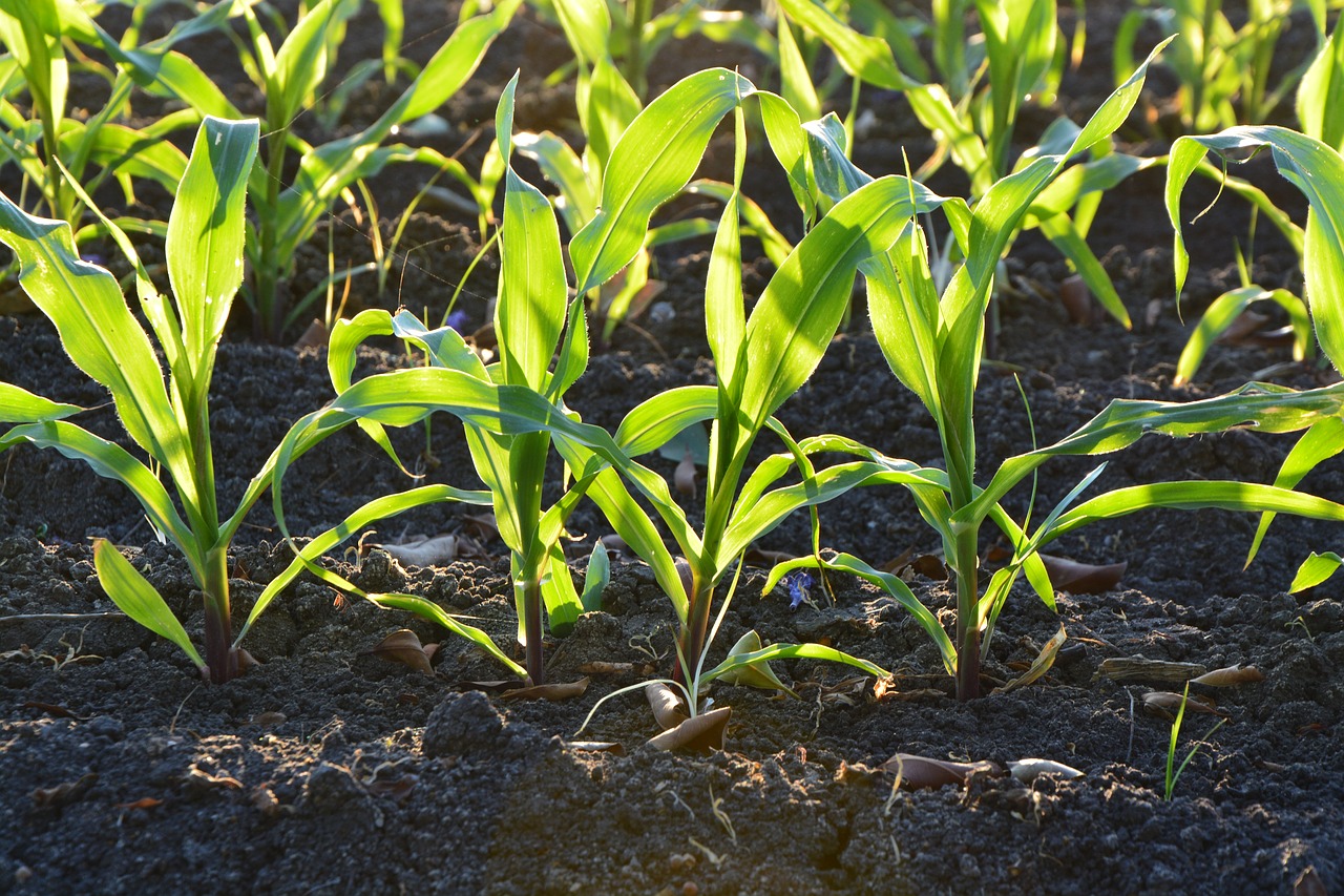 corn agriculture soil free photo