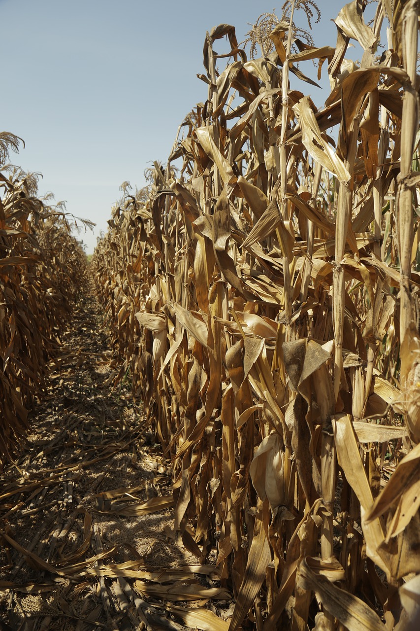 corn harvest agriculture free photo