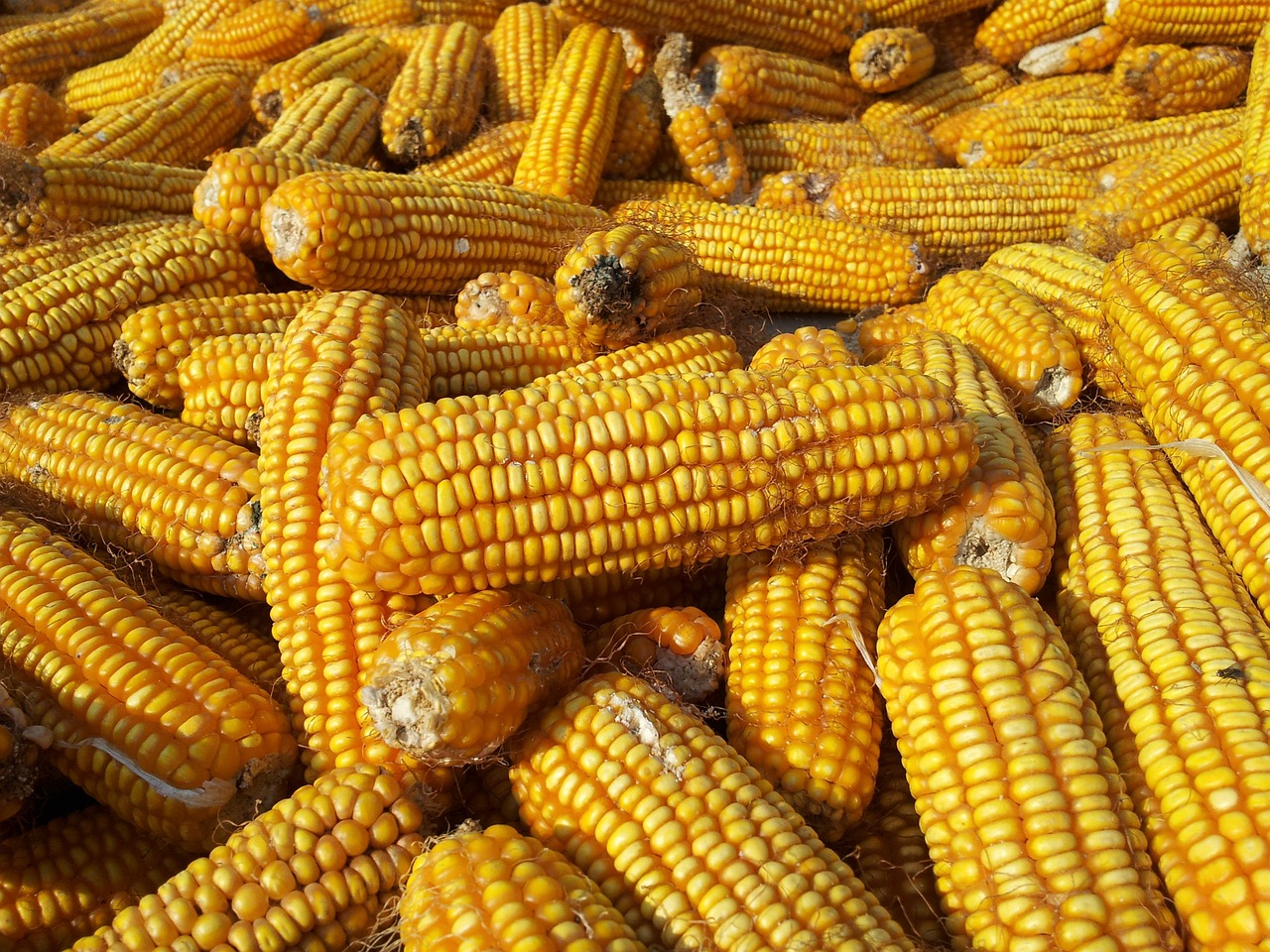 corn grains harvest free photo