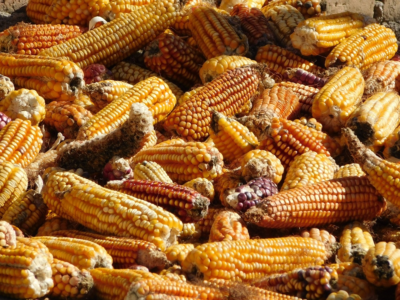 corn mexico mexican free photo