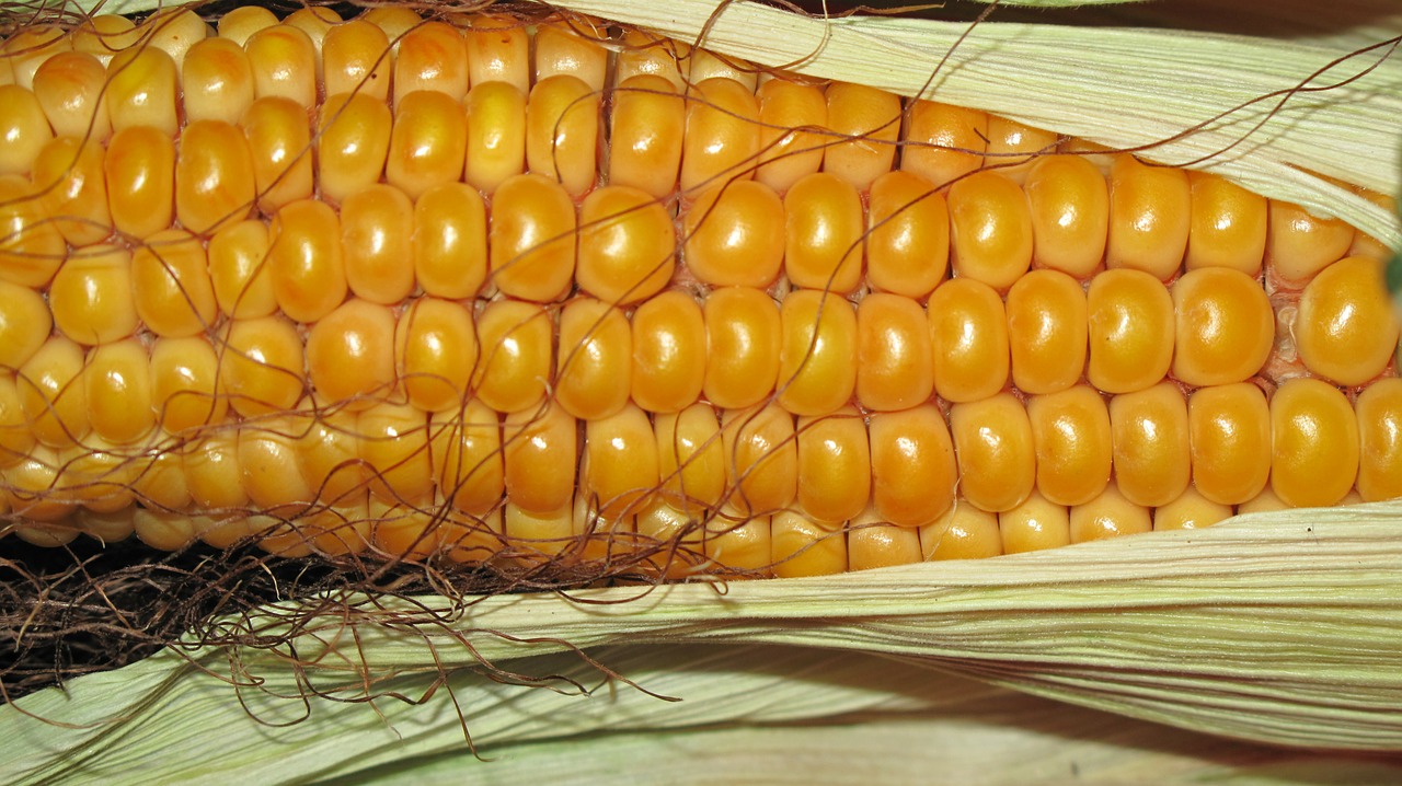 corn grain corn on the cob free photo