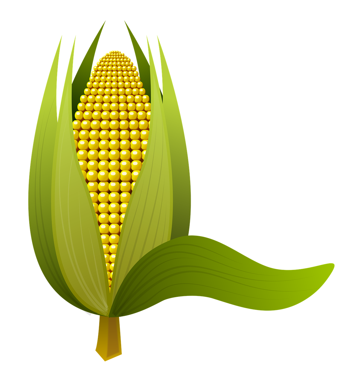 corn tenon corn cob free photo