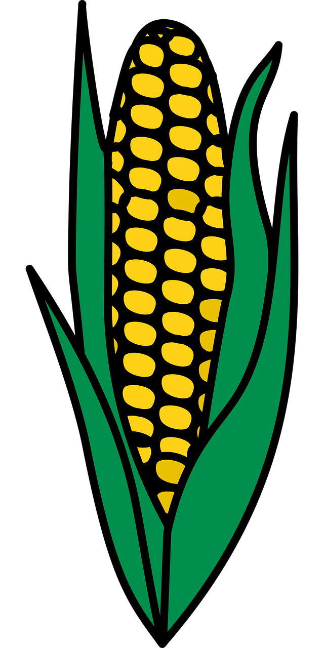 corn food maize free photo