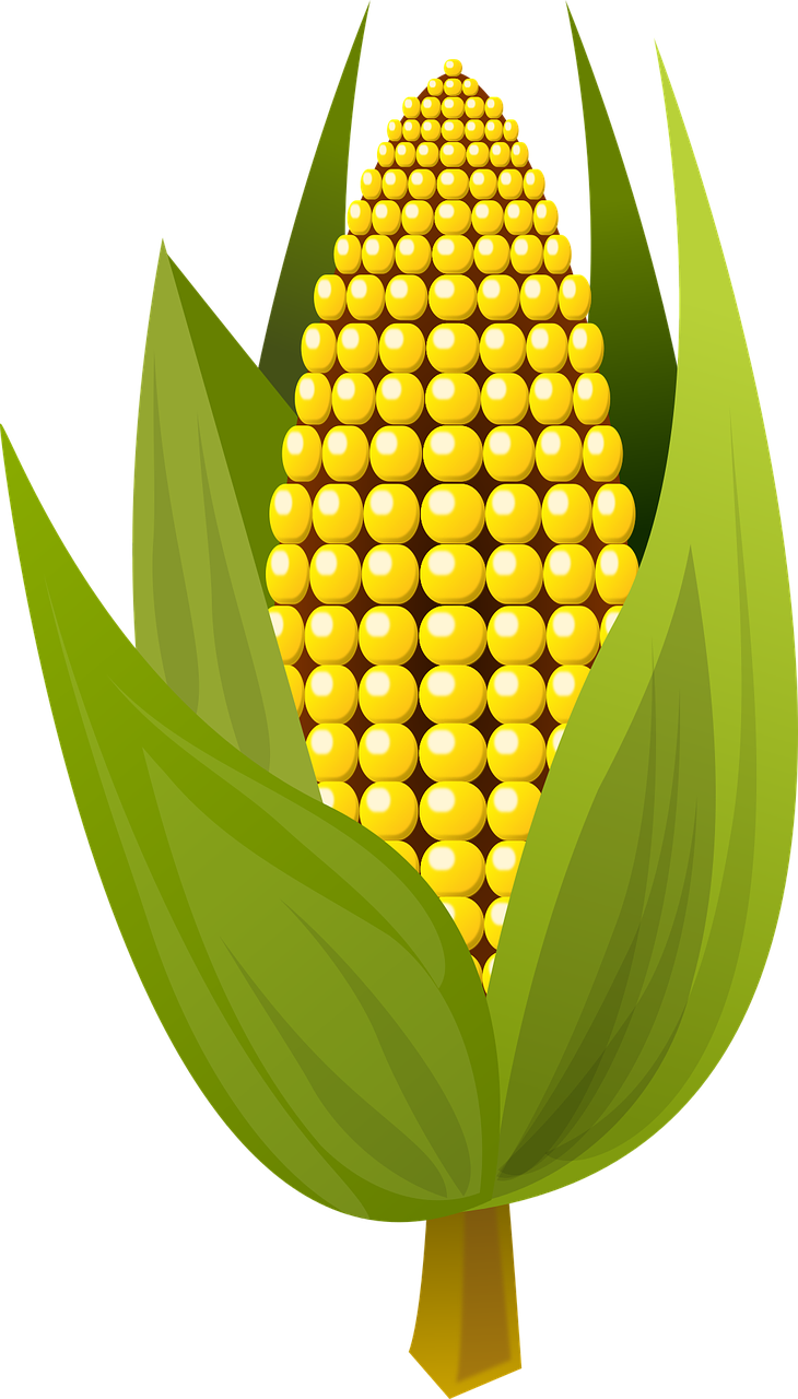 corn food fruit free photo