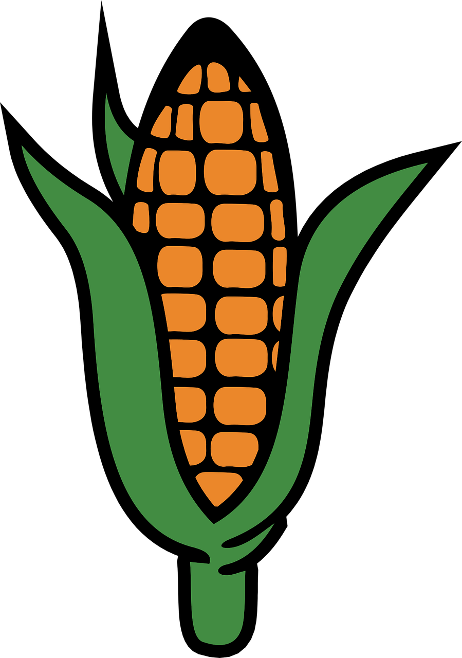 corn food maize free photo