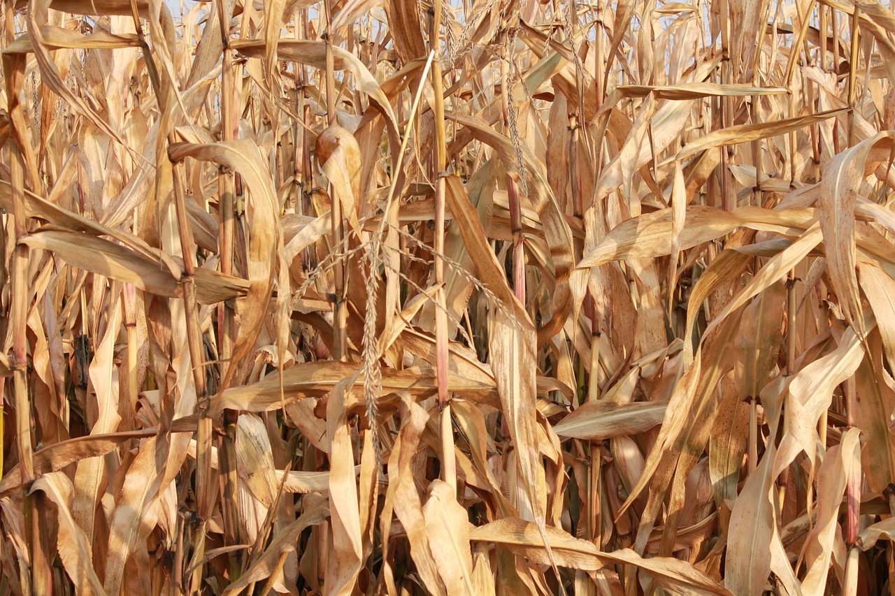 corn field background free photo