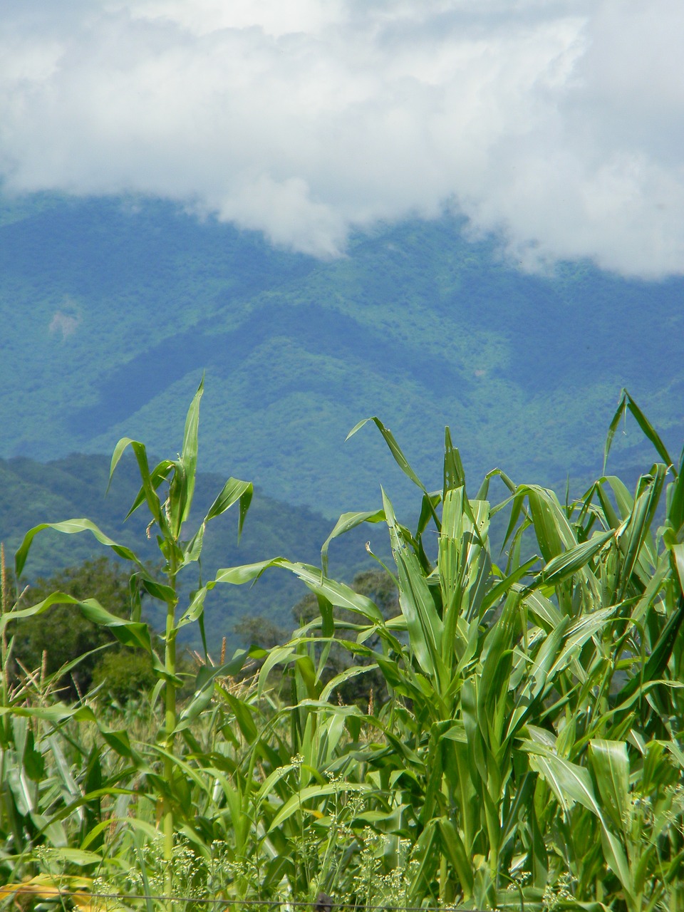 corn cultivation agriculture free photo