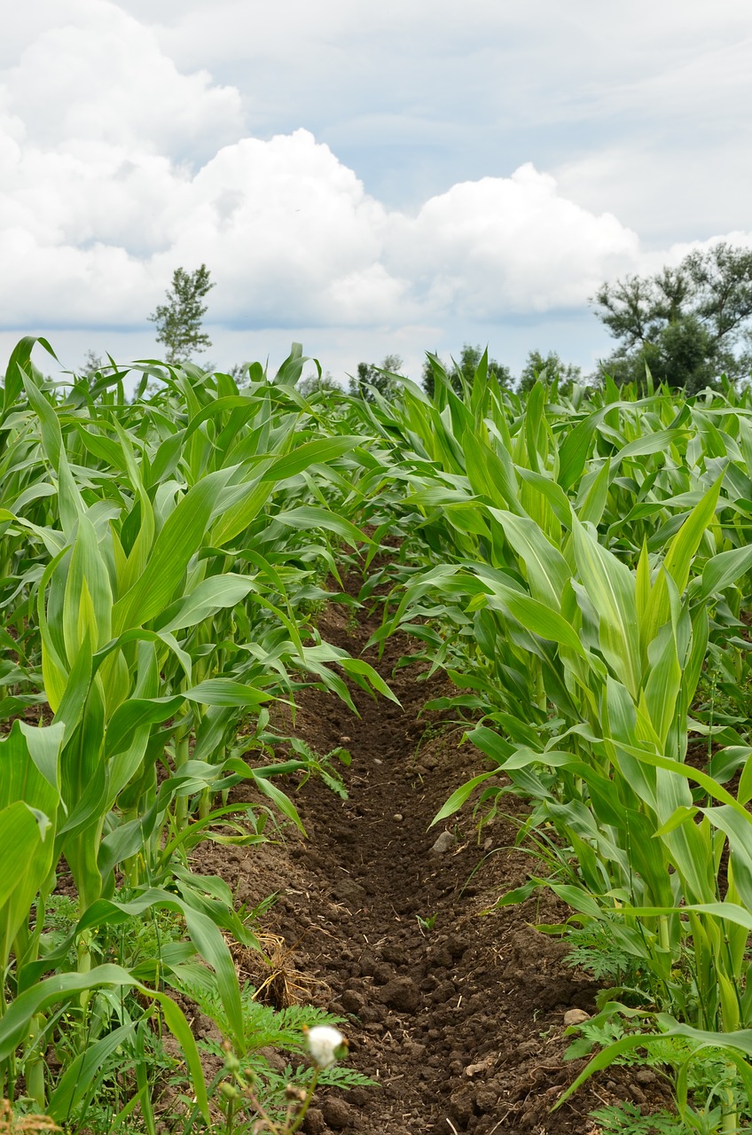 corn field agriculture free photo