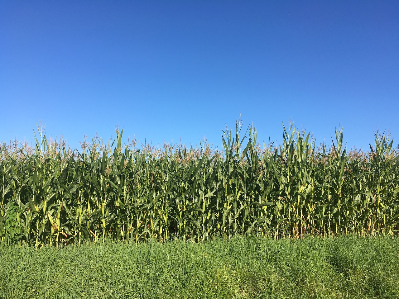 corn field blue free photo