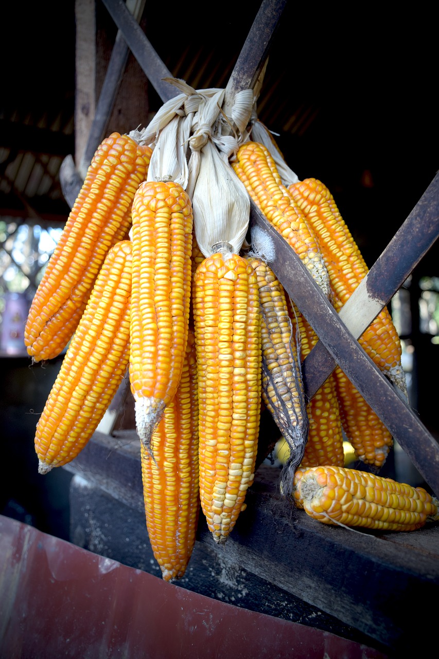 corn fruit food free photo