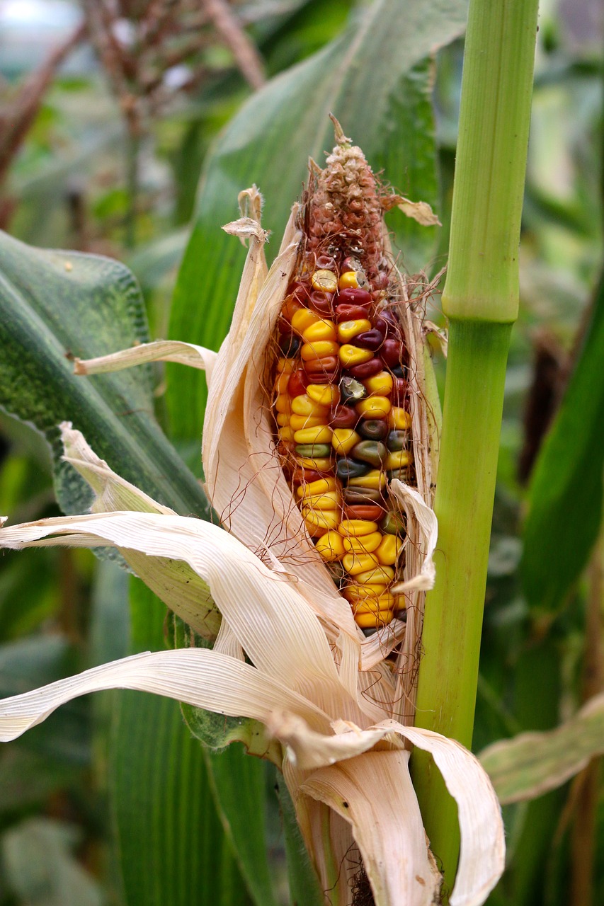 corn maize grow free photo