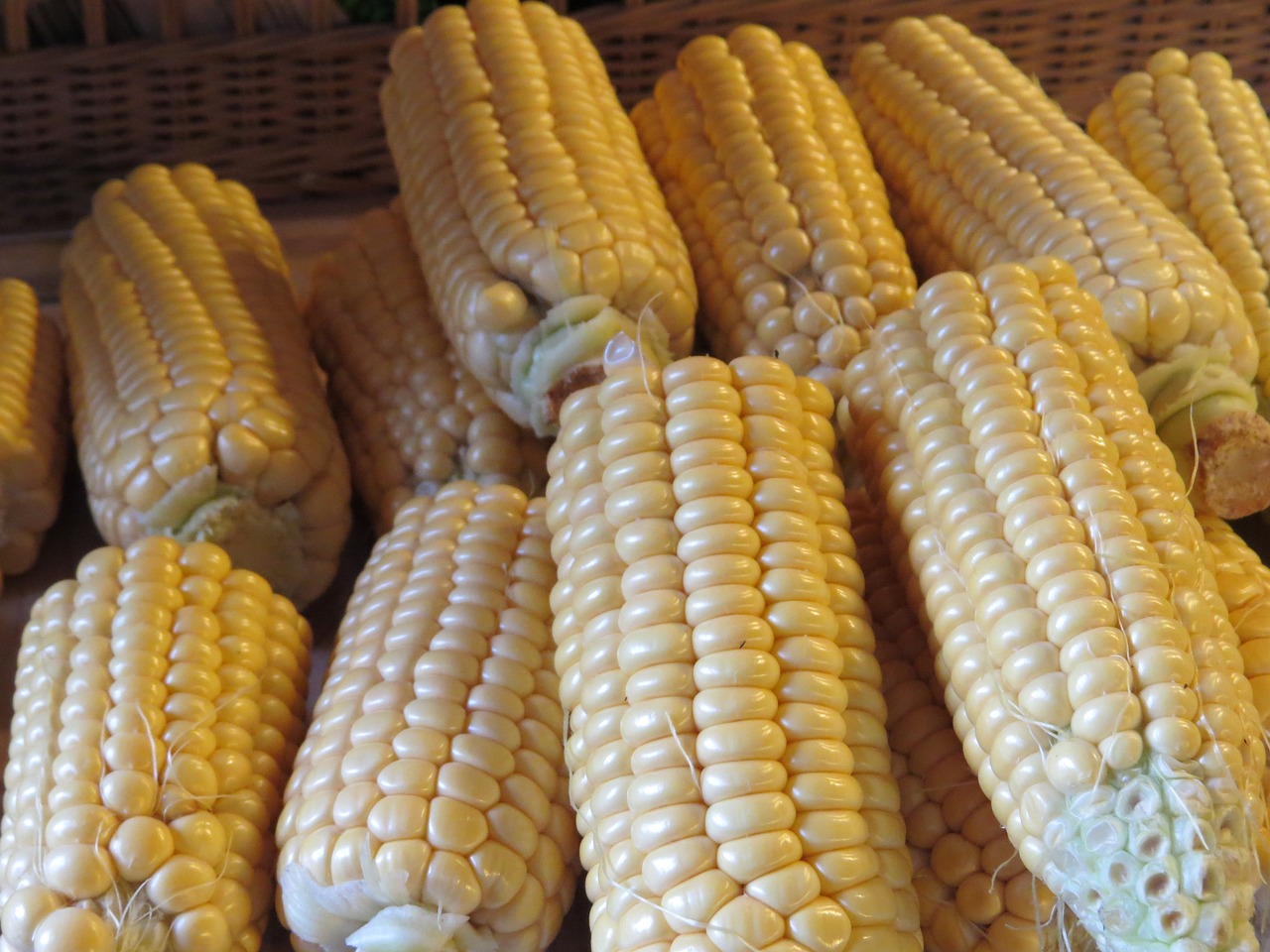 corn corn on the cob cereals free photo