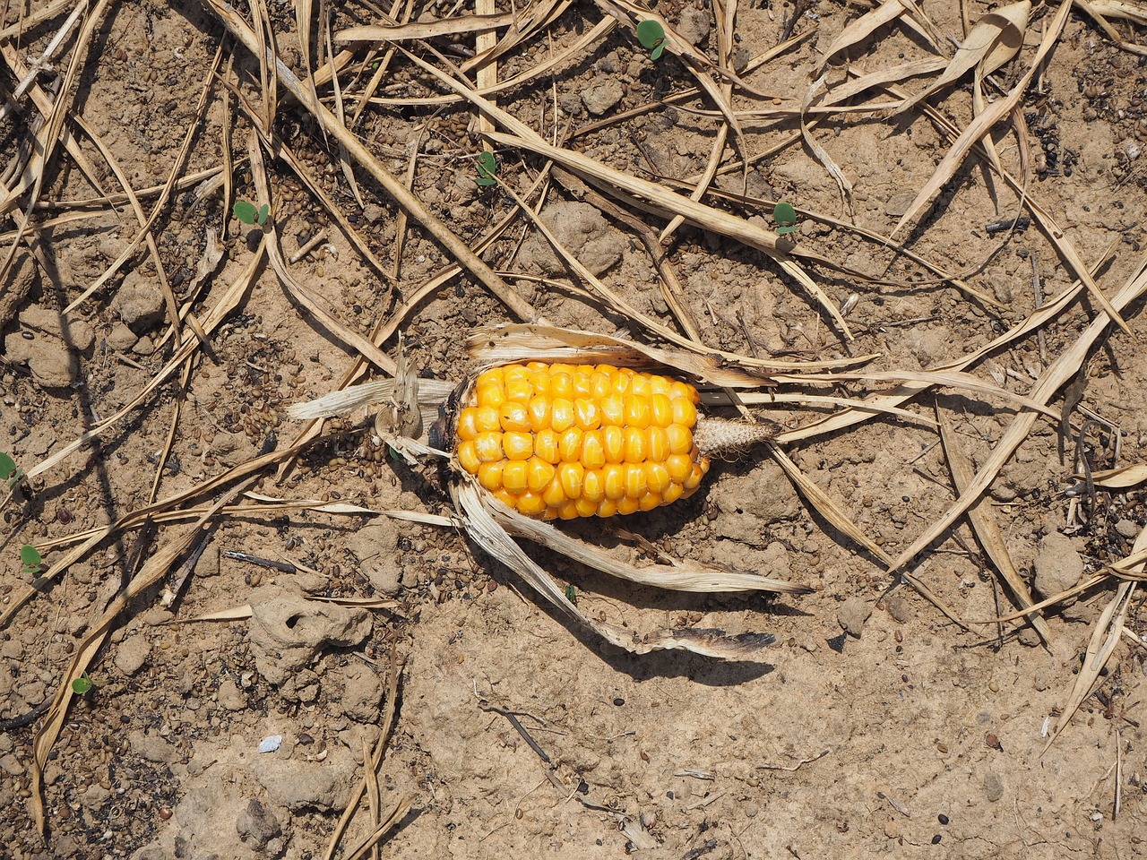 corn arid soil free photo