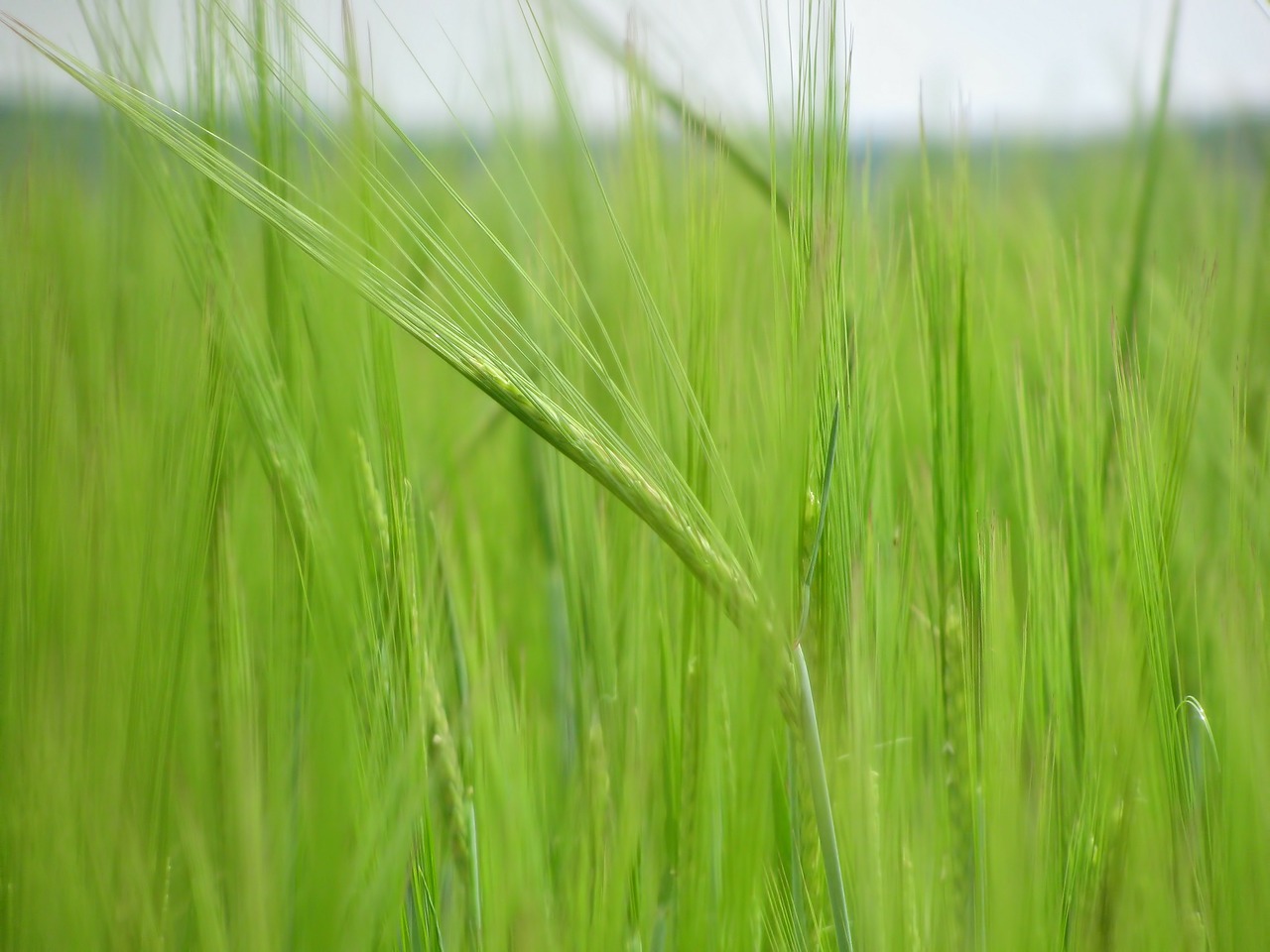 corn corn field field free photo