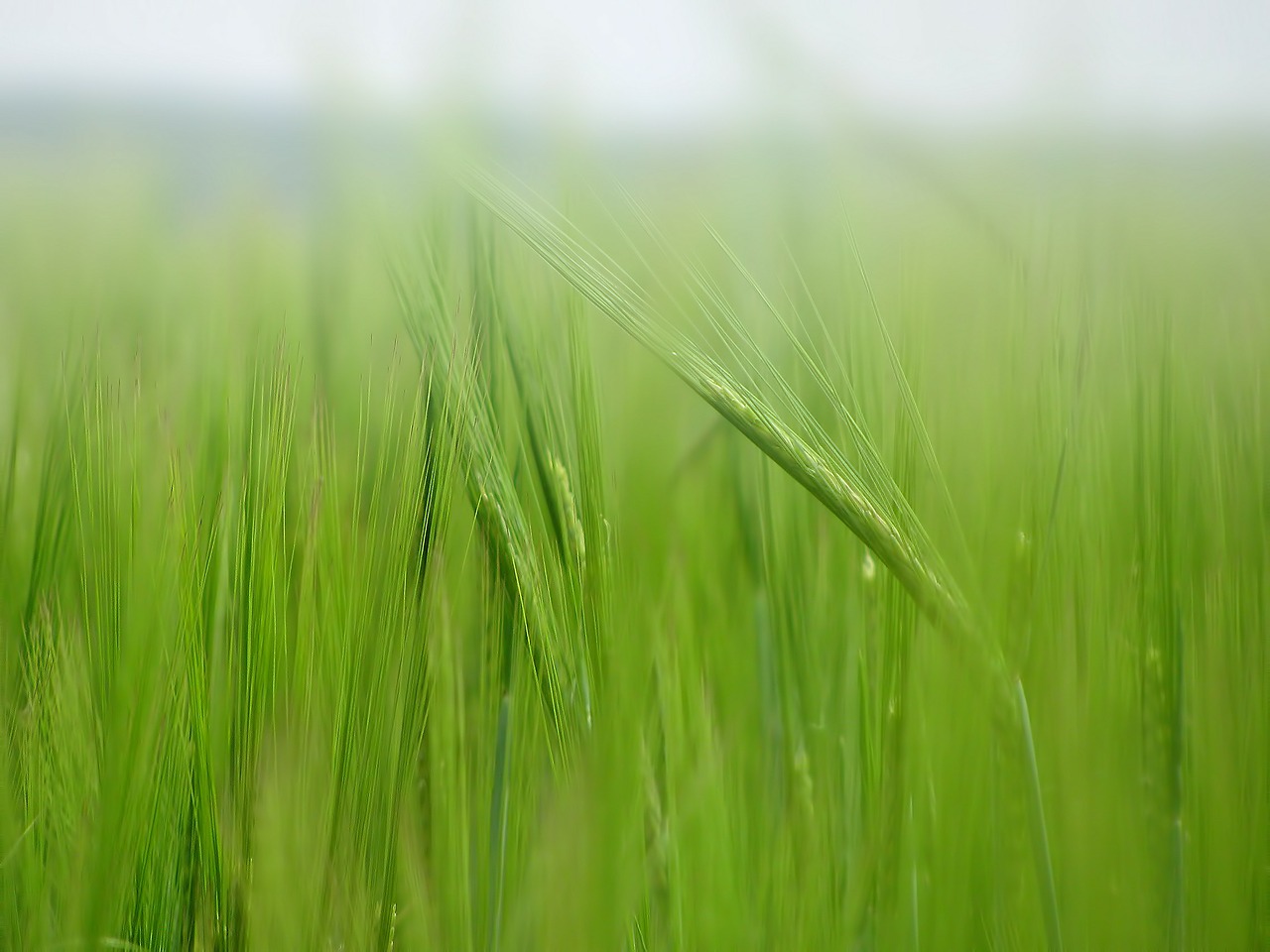 corn corn field field free photo