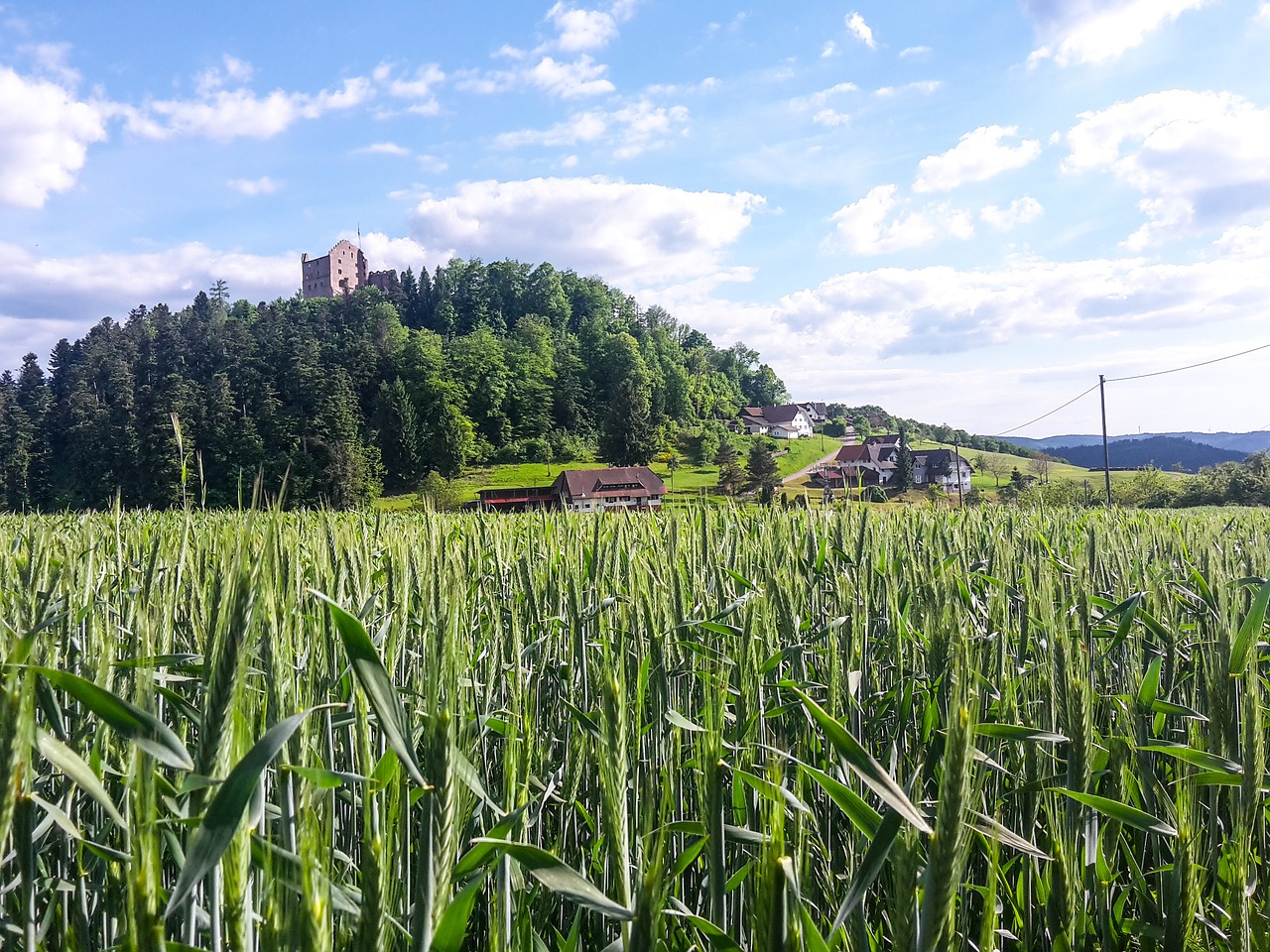 corn mountain sky free photo