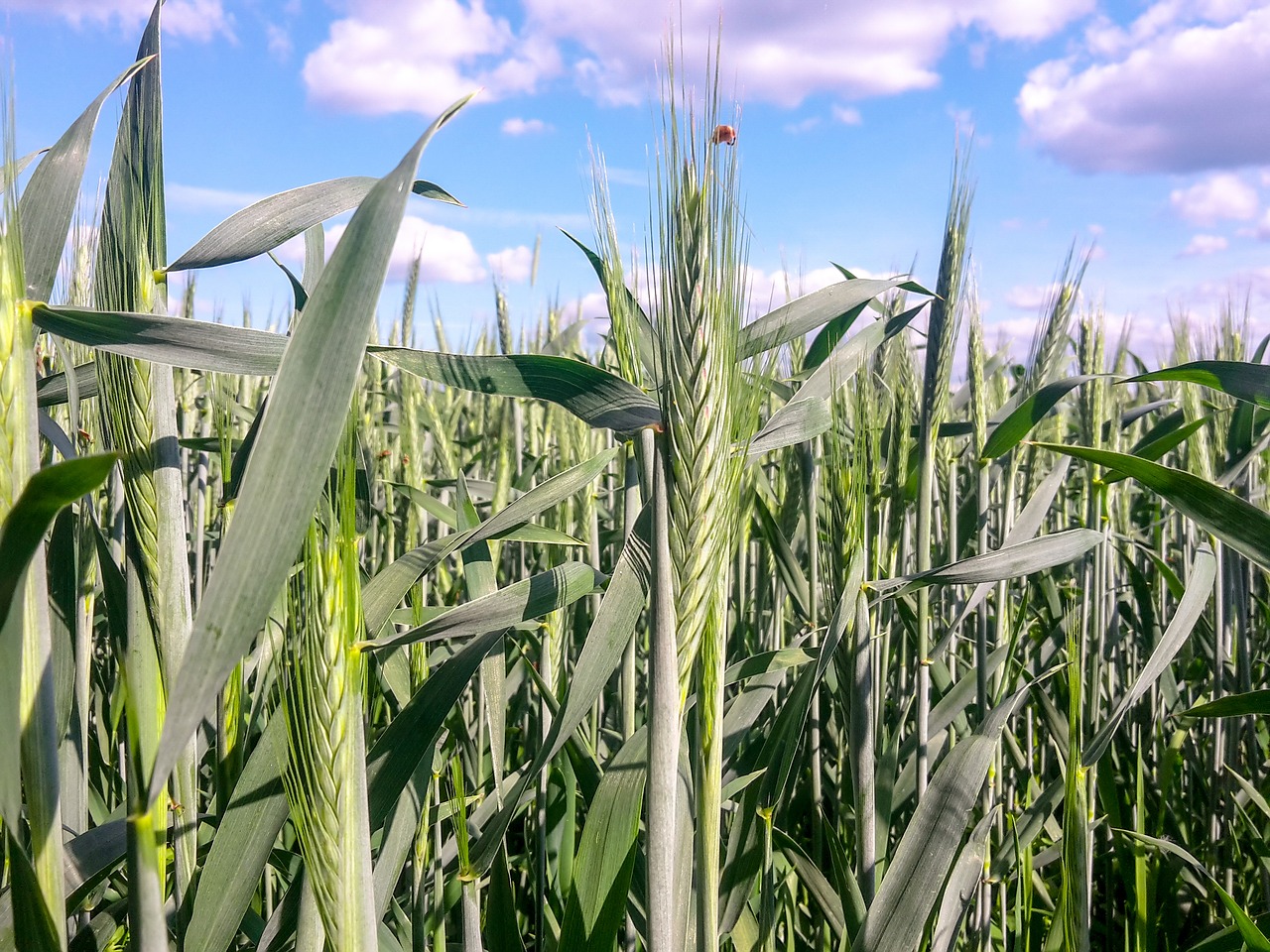 corn corn on the cob green free photo