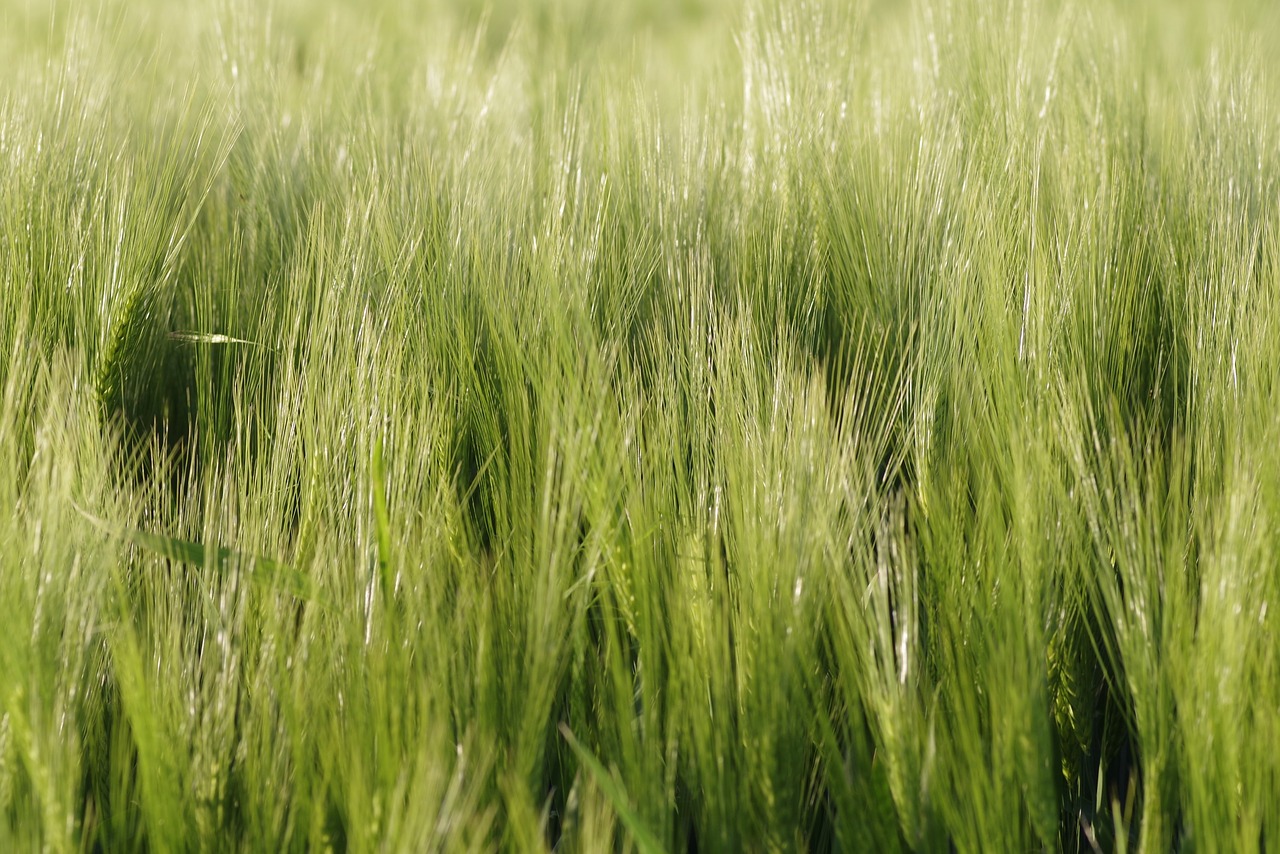 corn ears rye free photo