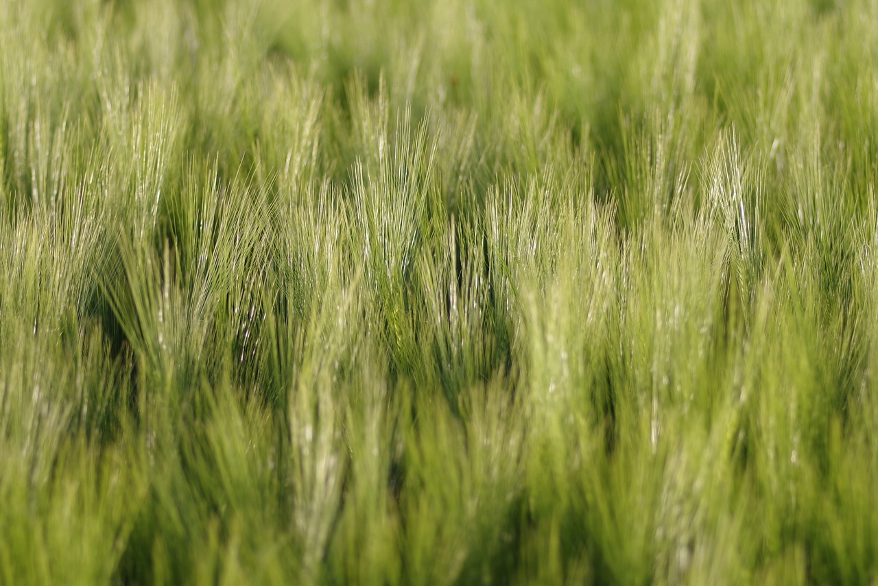 Nature grain. Трава текстура Колоса.