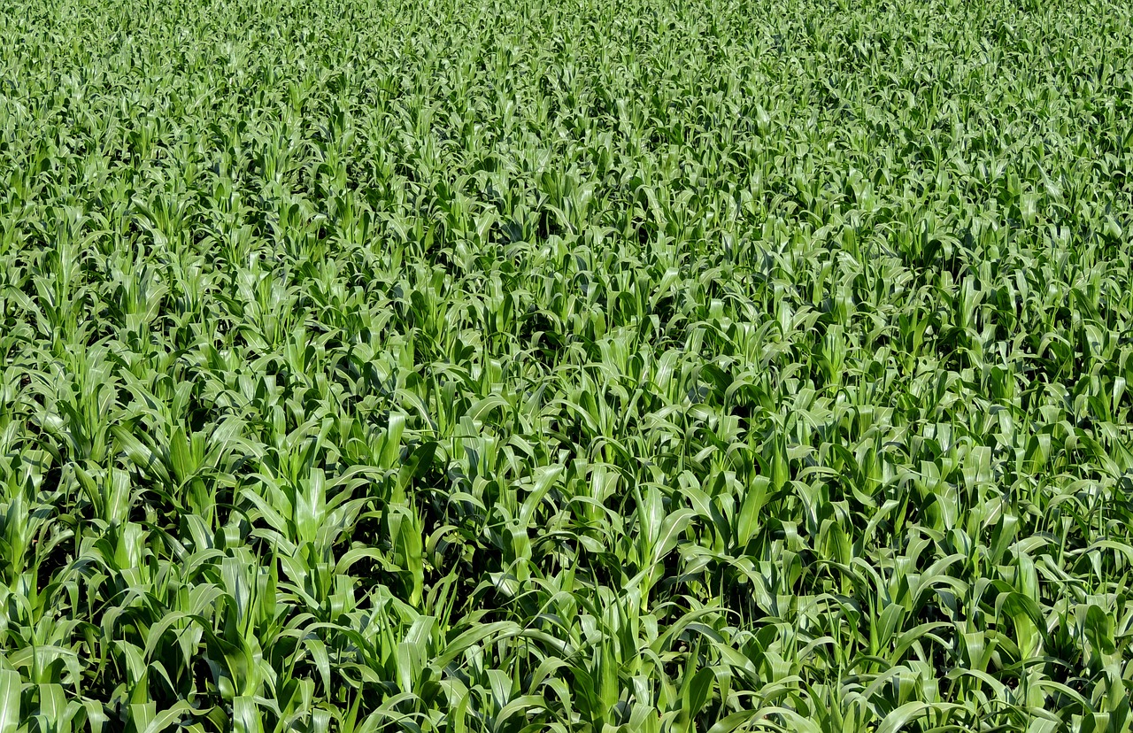 corn plantation cornfield free photo
