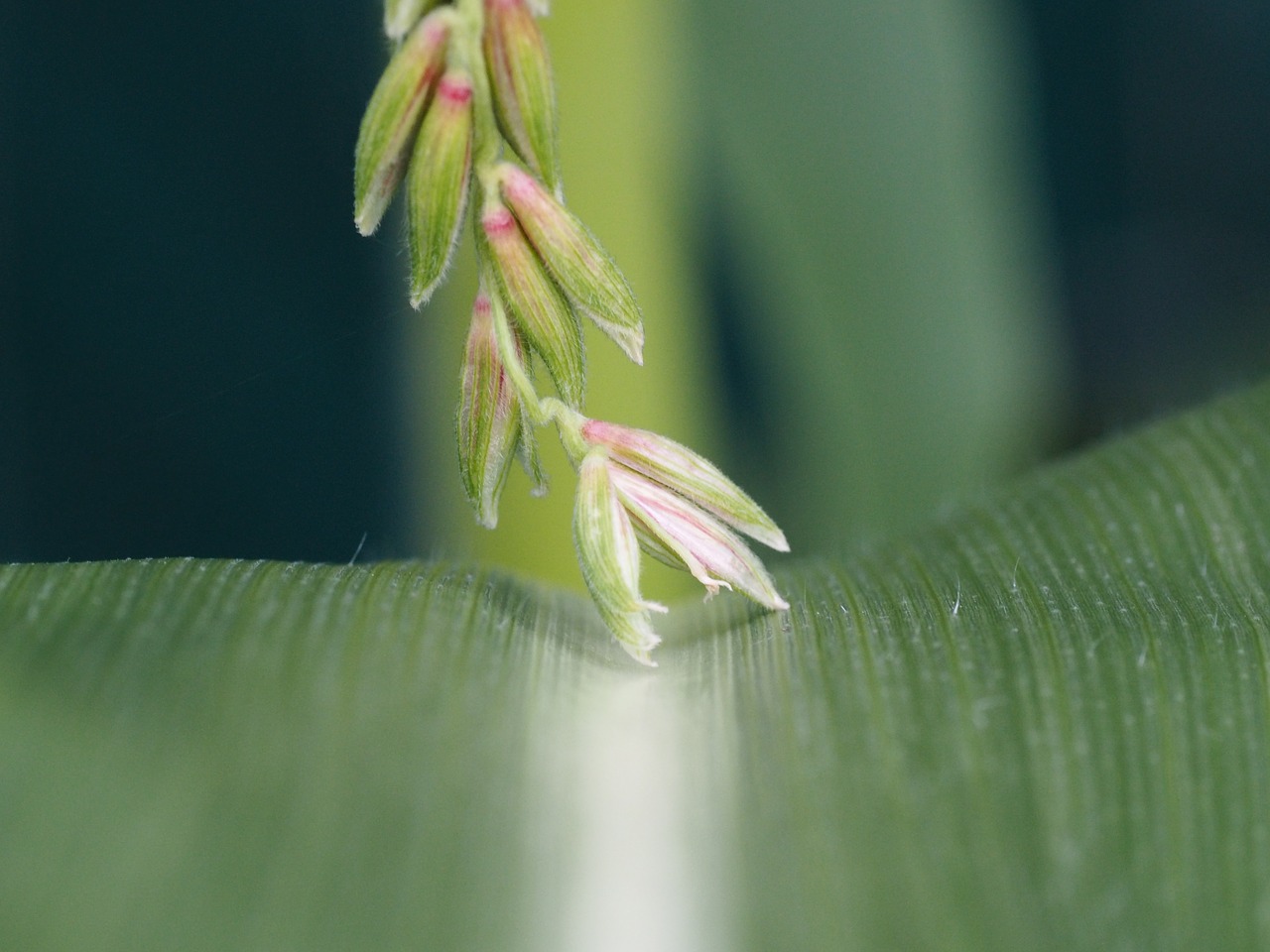 corn flower garden free photo