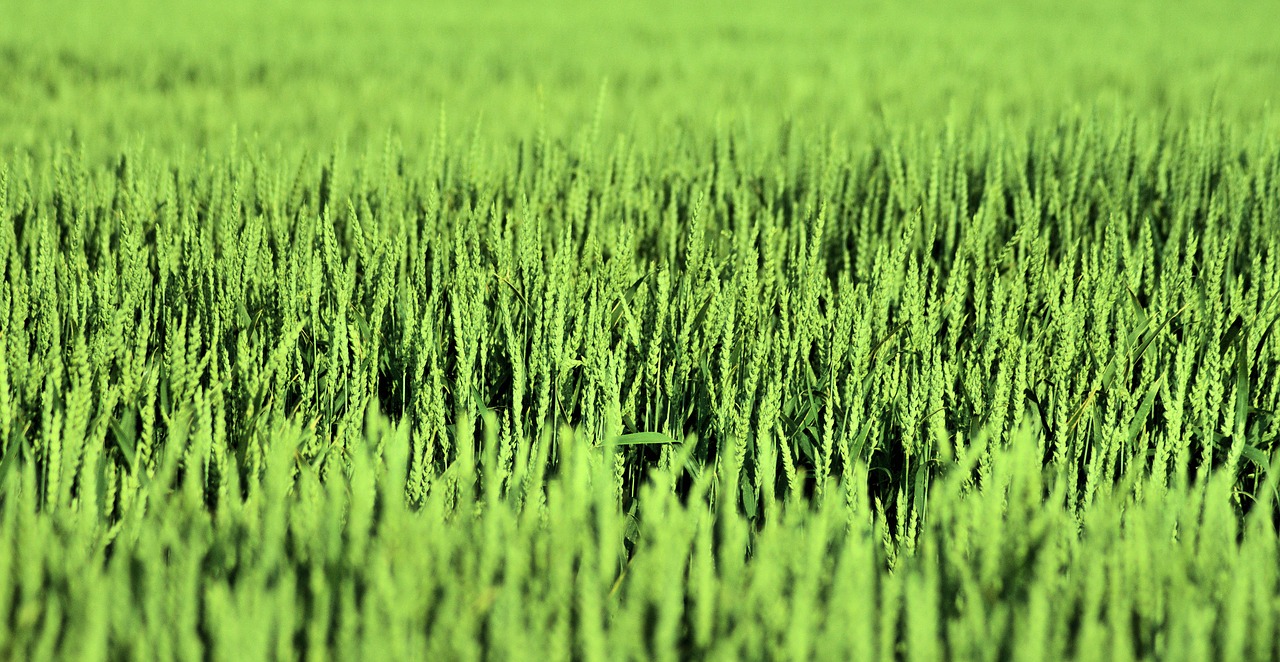 corn nature field free photo