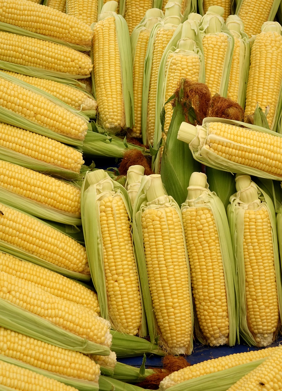 corn corn on the cob vegetables free photo