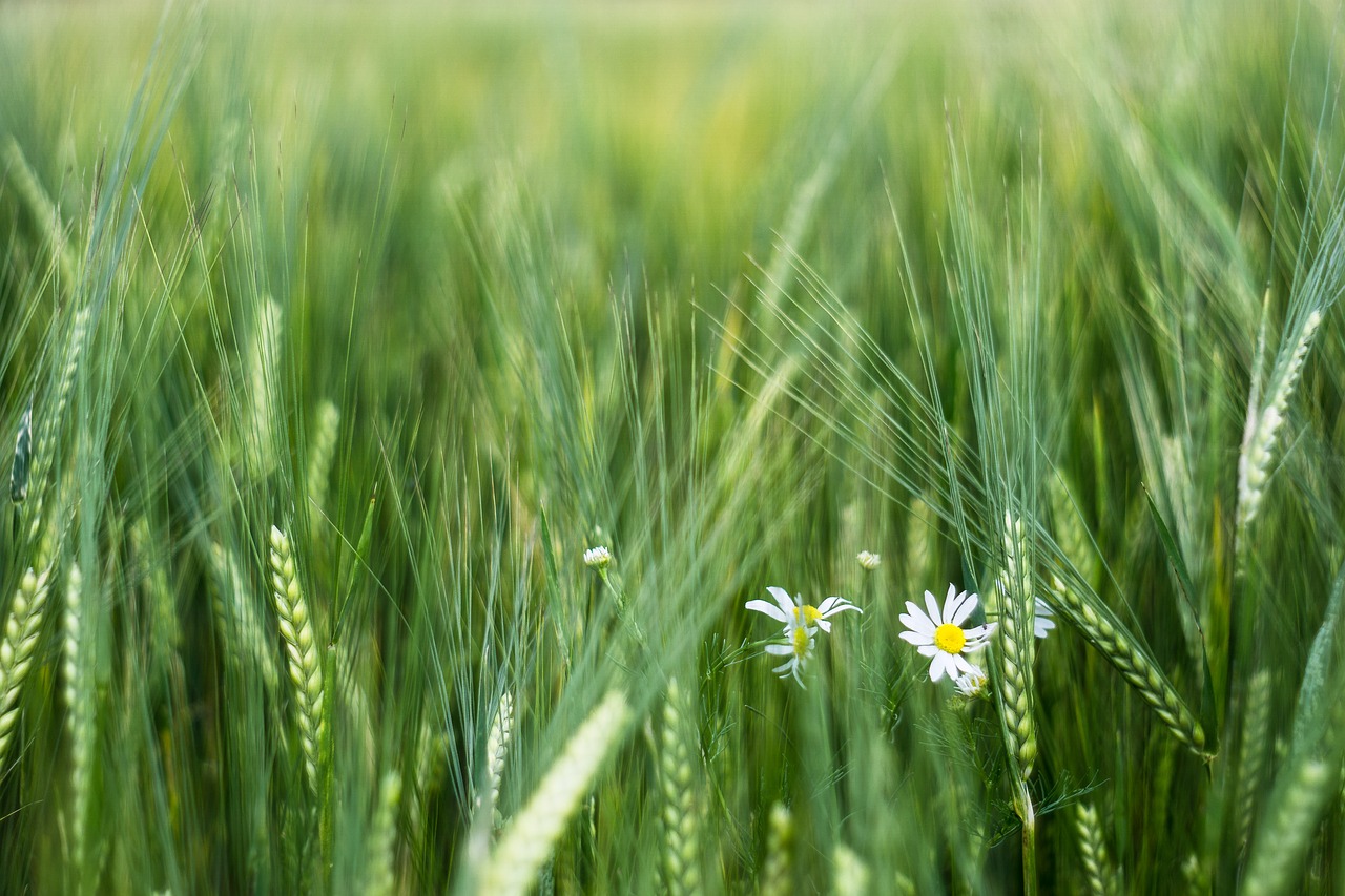 corn barley field free photo