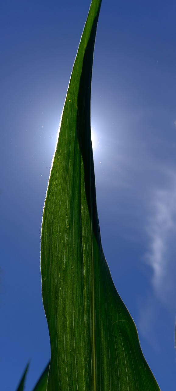 corn leaf corn leaf free photo