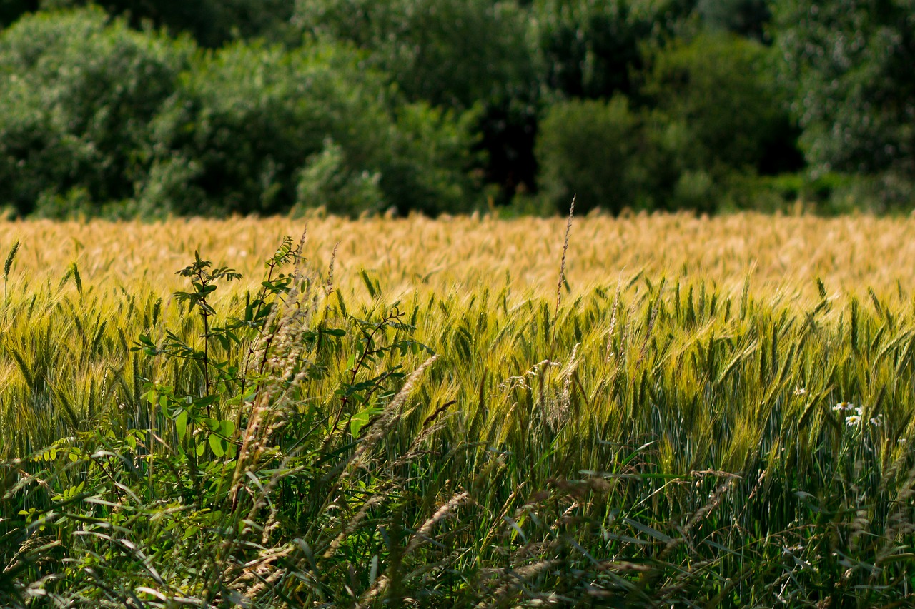 corn wheat field free photo