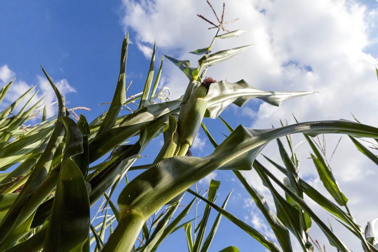 corn agriculture food free photo