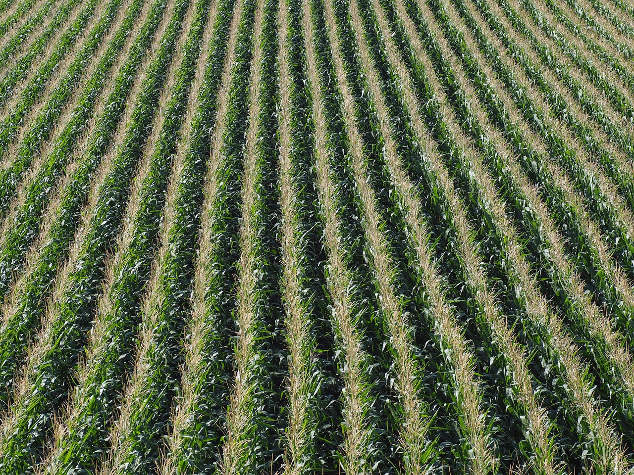 corn harvest field free photo
