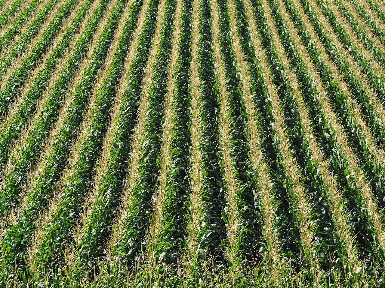 corn field cornfield free photo