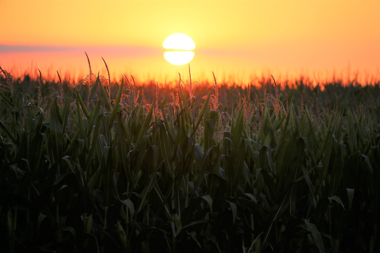 corn sunset agriculture free photo