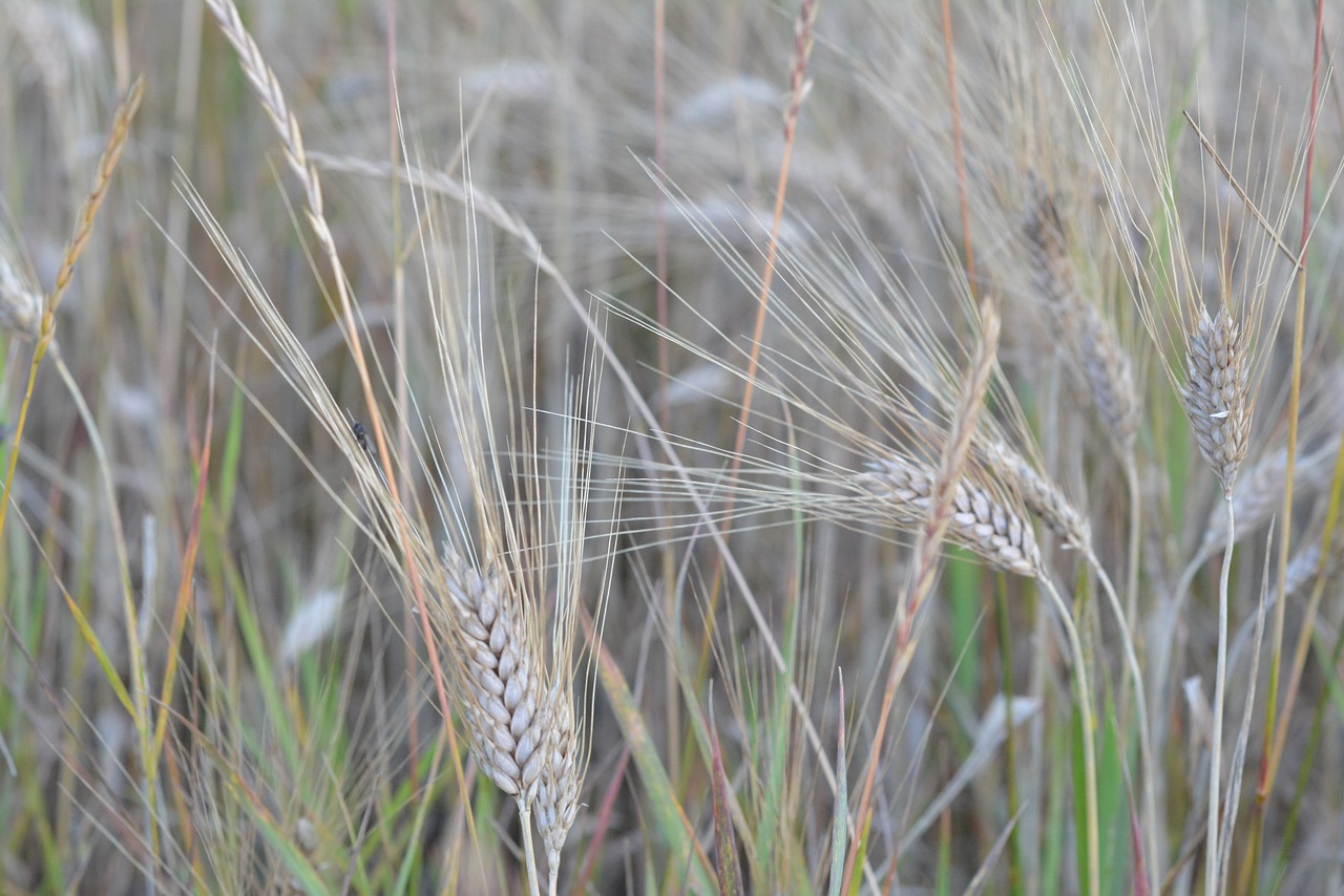 corn barley collections free photo