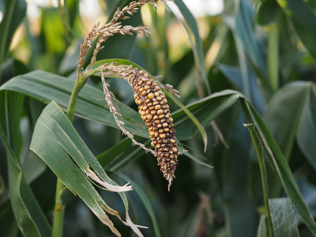 corn kukuruz food free photo