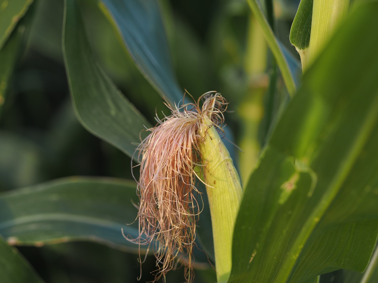 corn corn on the cob harvest free photo