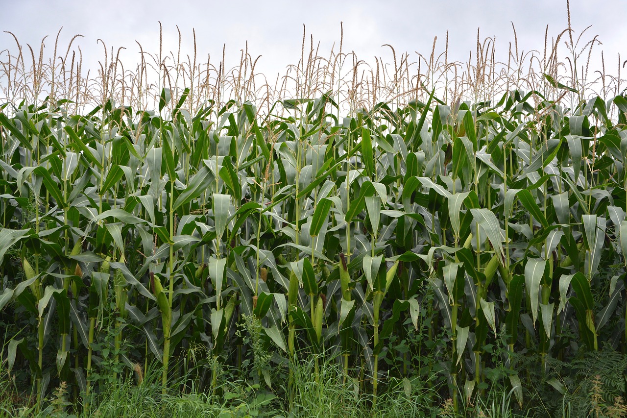 corn culture fields free photo