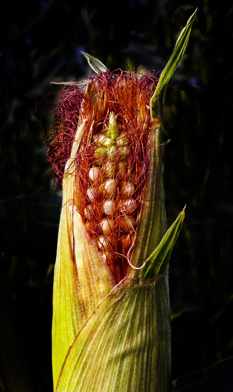 corn corn on the cob agriculture free photo