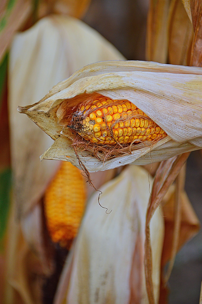corn crop produce free photo