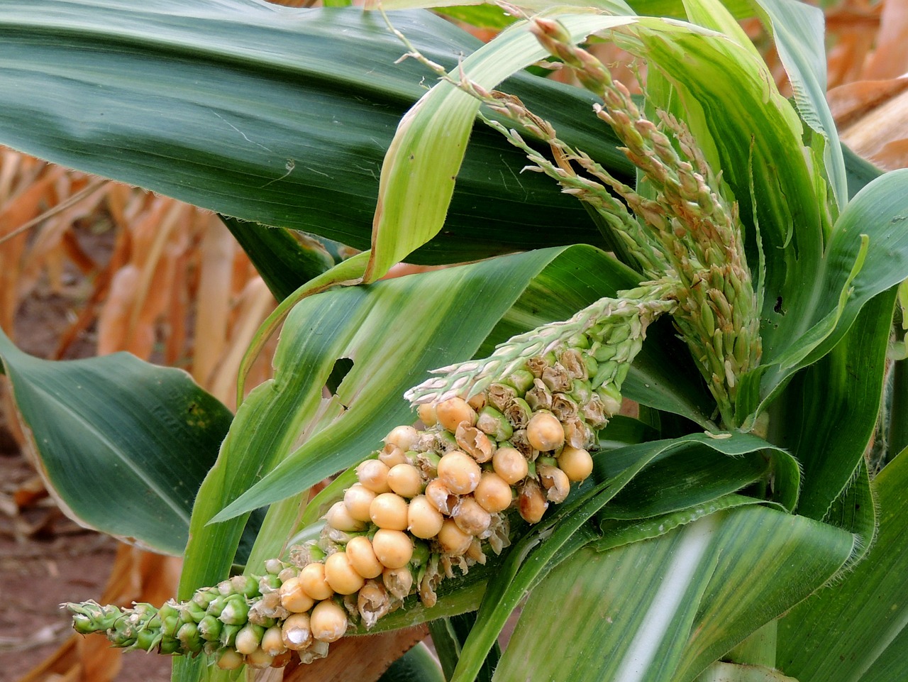 corn plantation food free photo