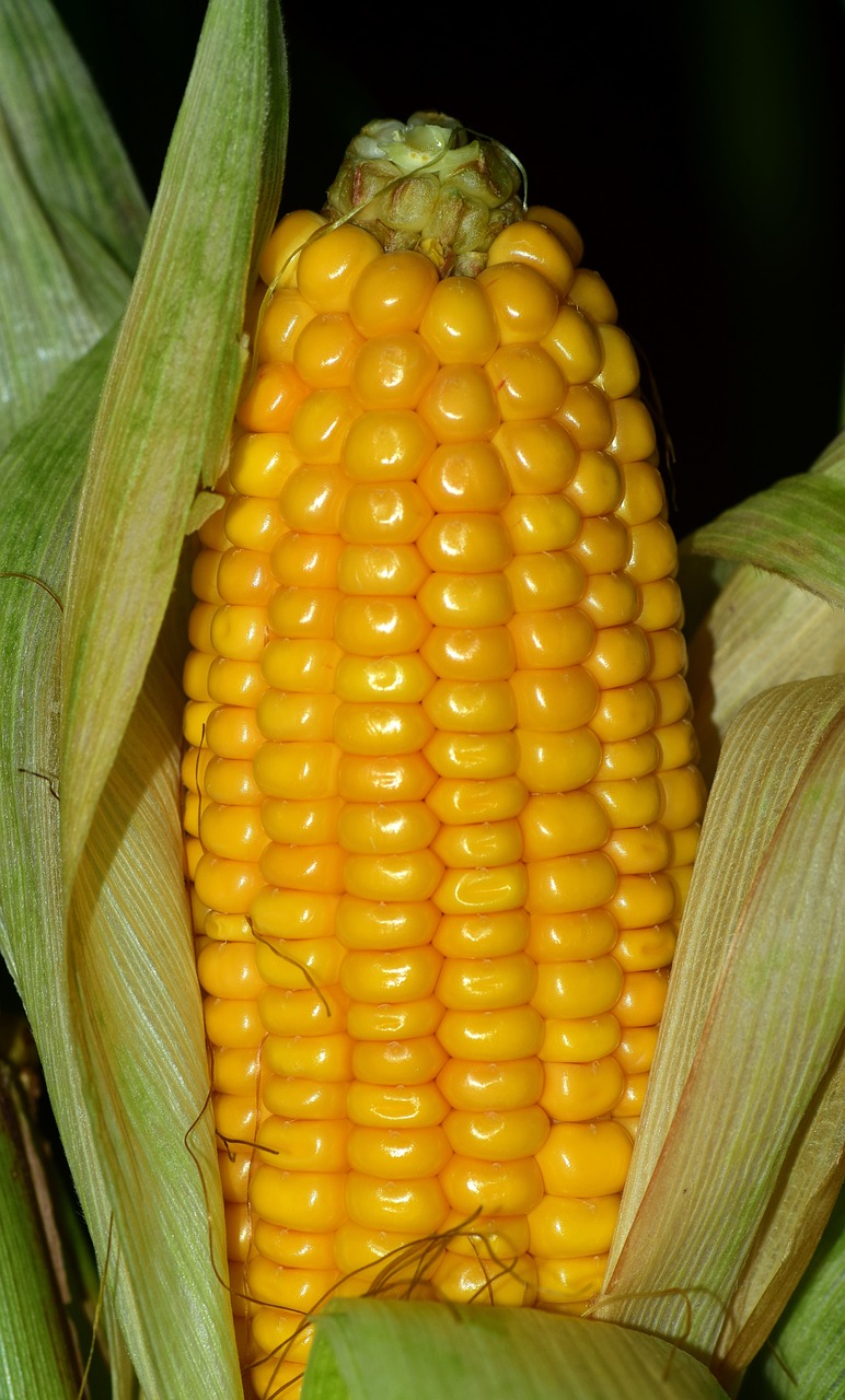 corn corn on the cob food free photo