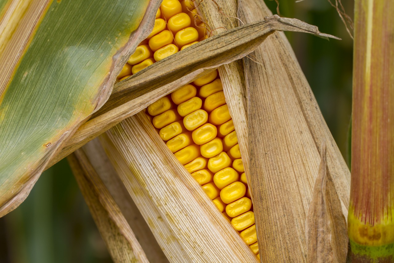 corn corn on the cob autumn free photo