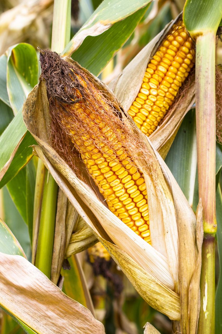 corn corn on the cob fodder maize free photo