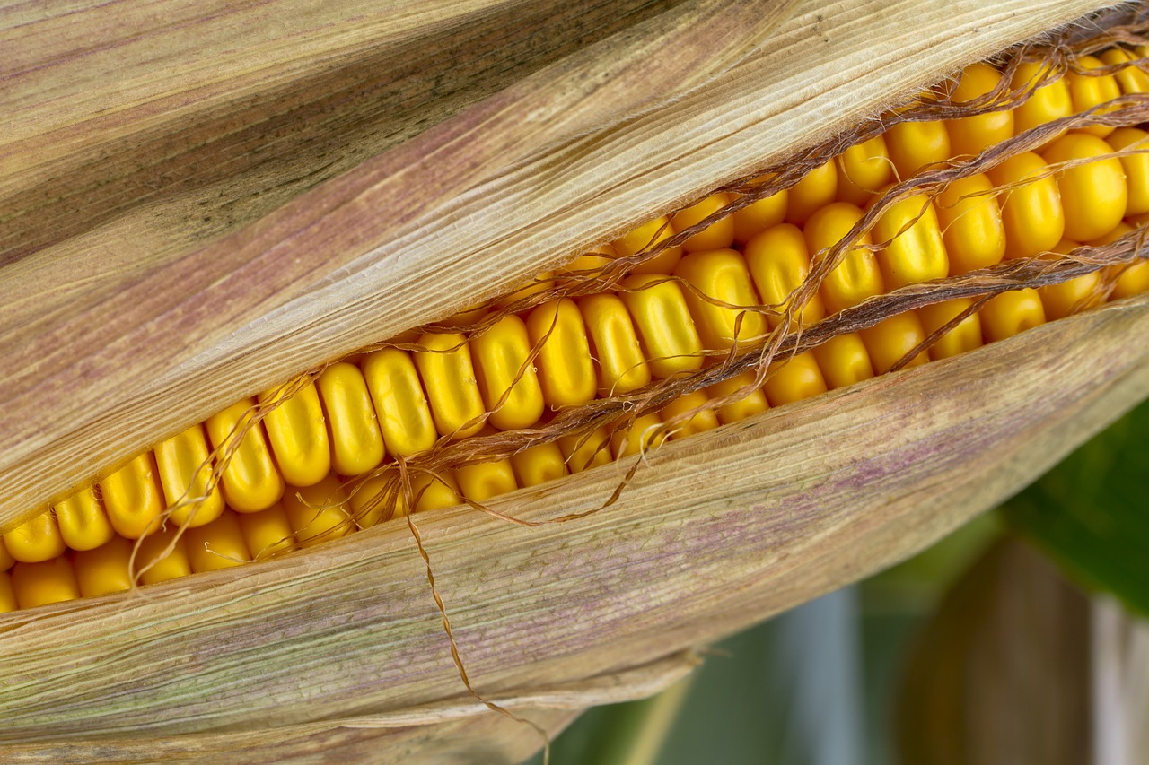 corn corn on the cob fodder maize free photo